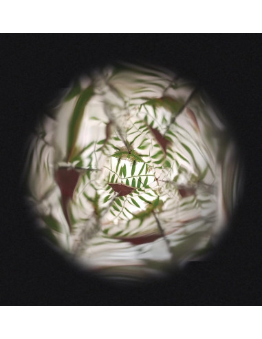 Kaleidoscope de Fleurs - Happy garden