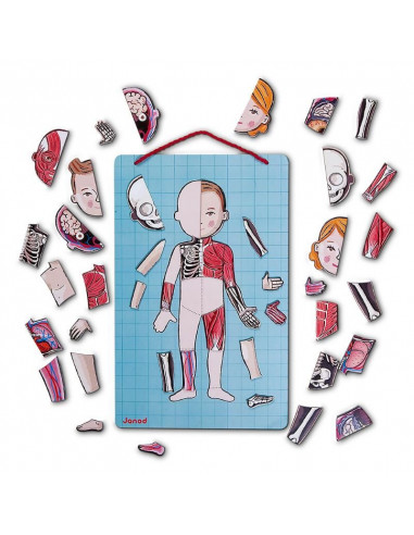 Body Magnet 12 langues - L'Anatomie