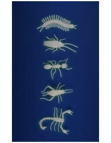 5 insectes phosphorescents - Les...